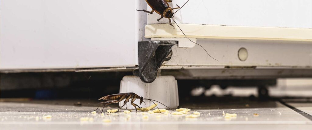cockroaches under fridge eating crumbs