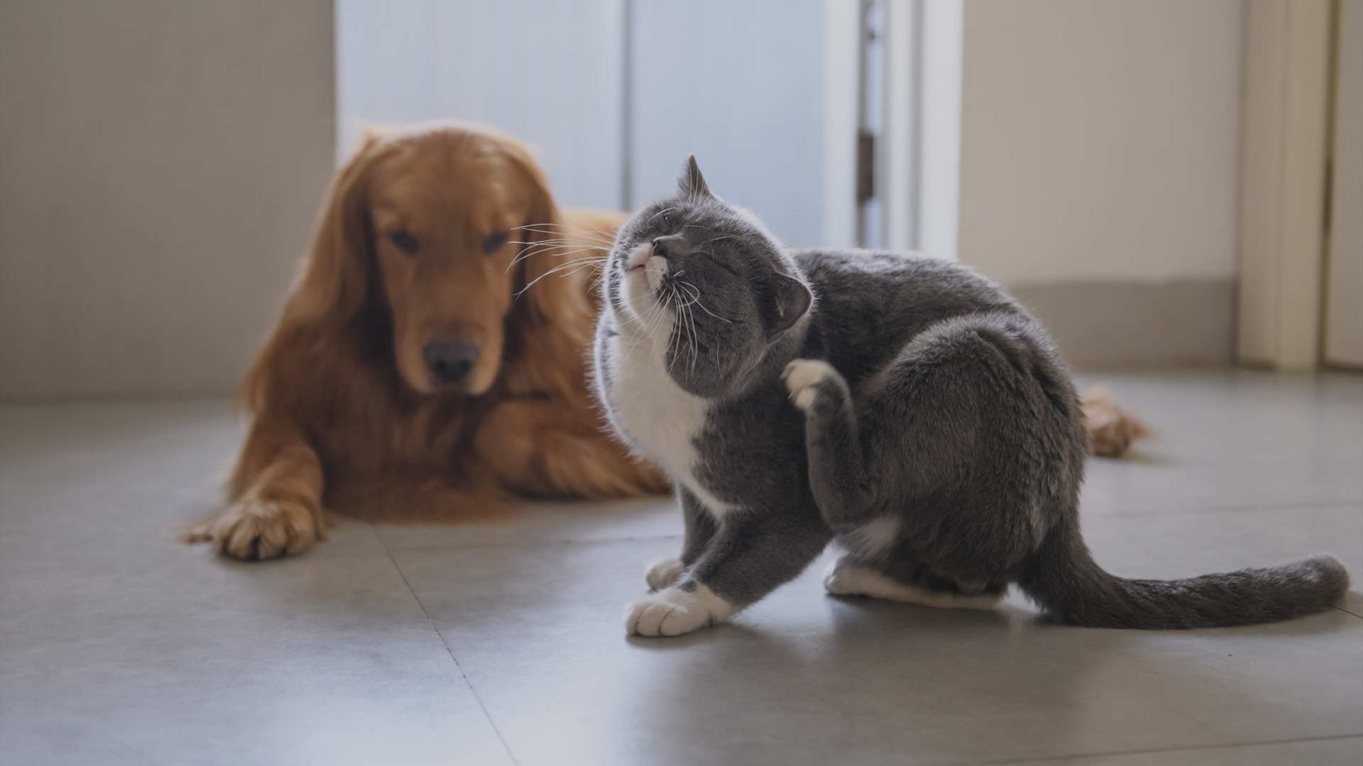 Cat scratching flees in front of dog