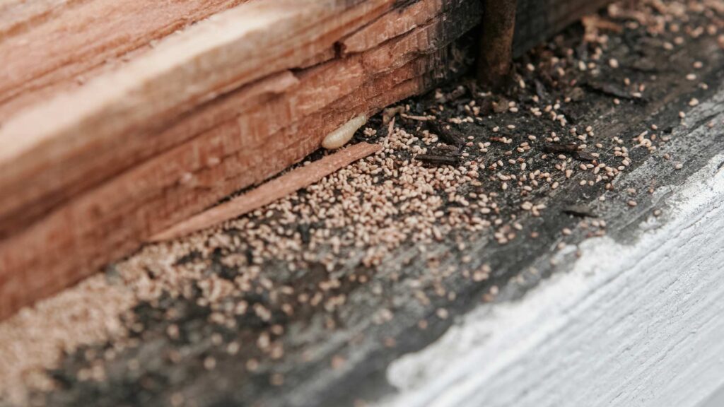 Termite damage on wooden floor