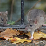 two brown rats stepping through the railings of a fence in a park on an autumn day.