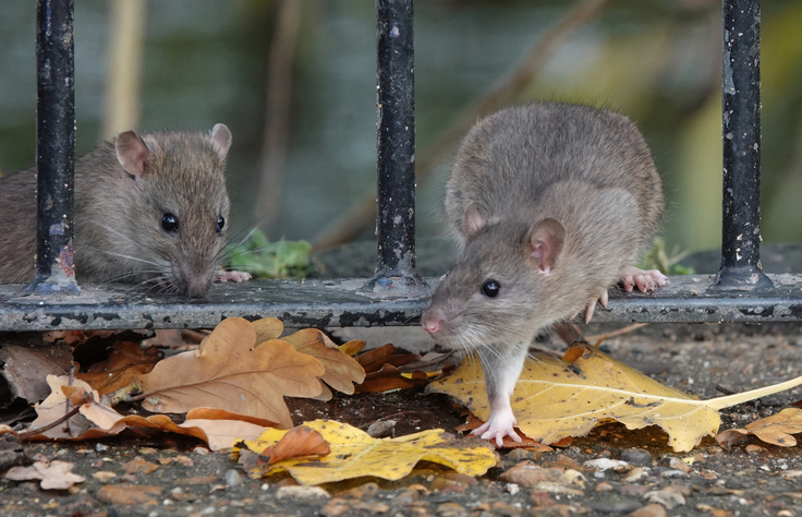 two brown rats stepping through the railings of a fence in a park on an autumn day.