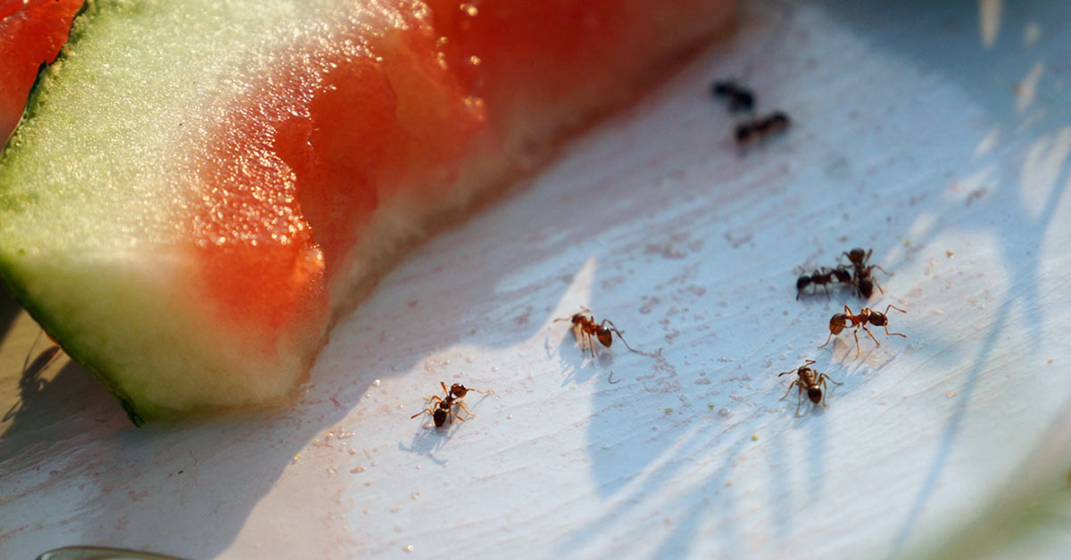 Ants crawling on watermelon at a picnic