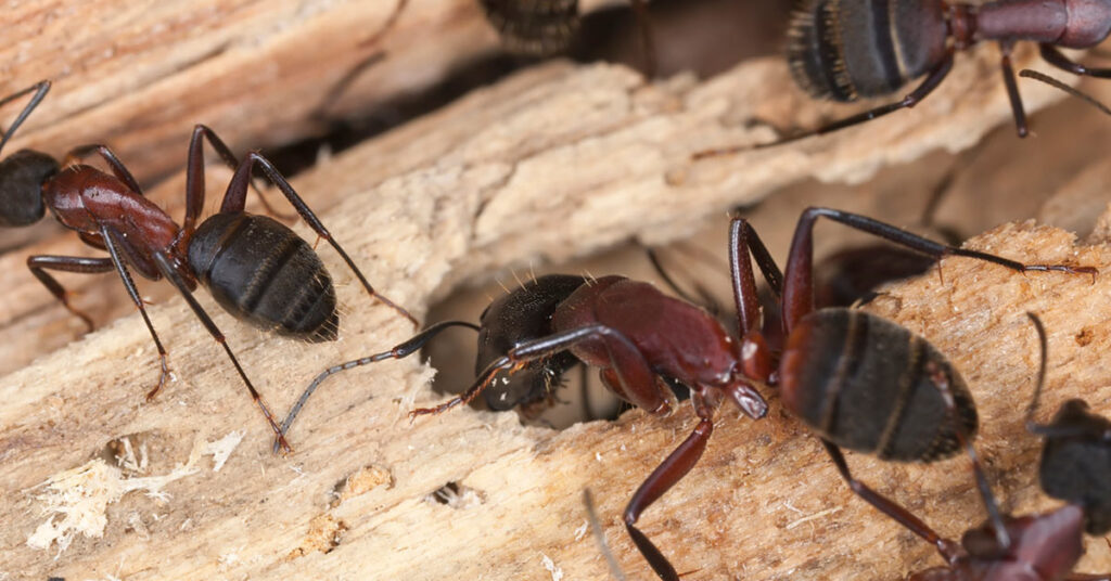 Carpenter ants burrowing in wood