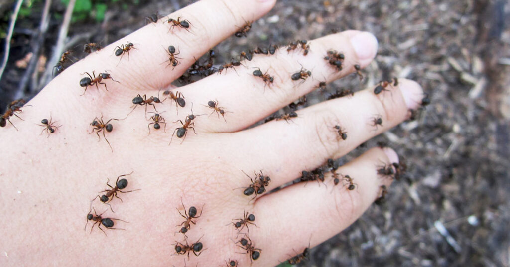 Persons hand covered in ants
