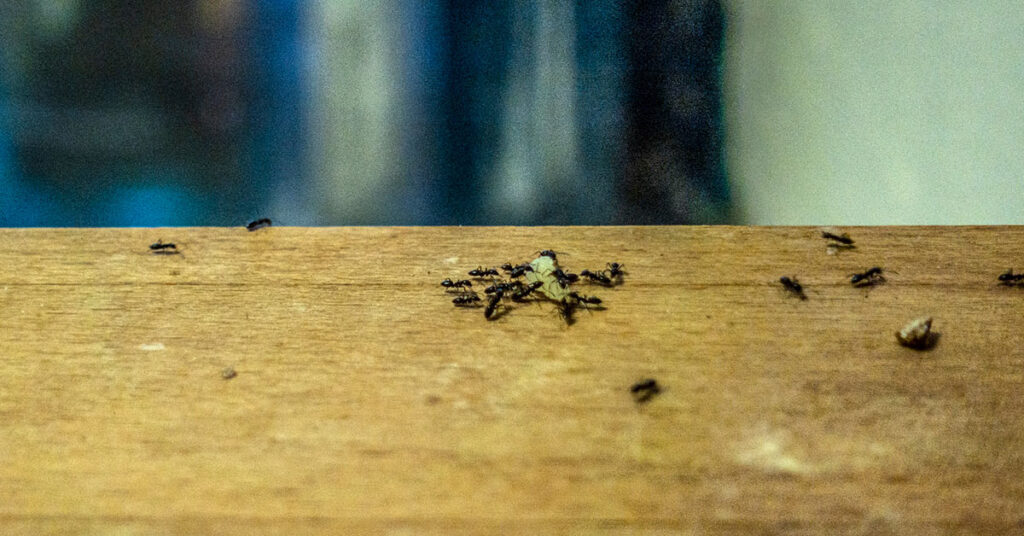 Ants surrounding drop of food on kitchen counter