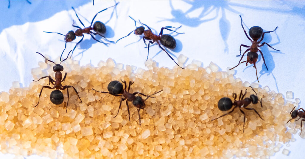 Sugar ants crawling over brown cane sugar