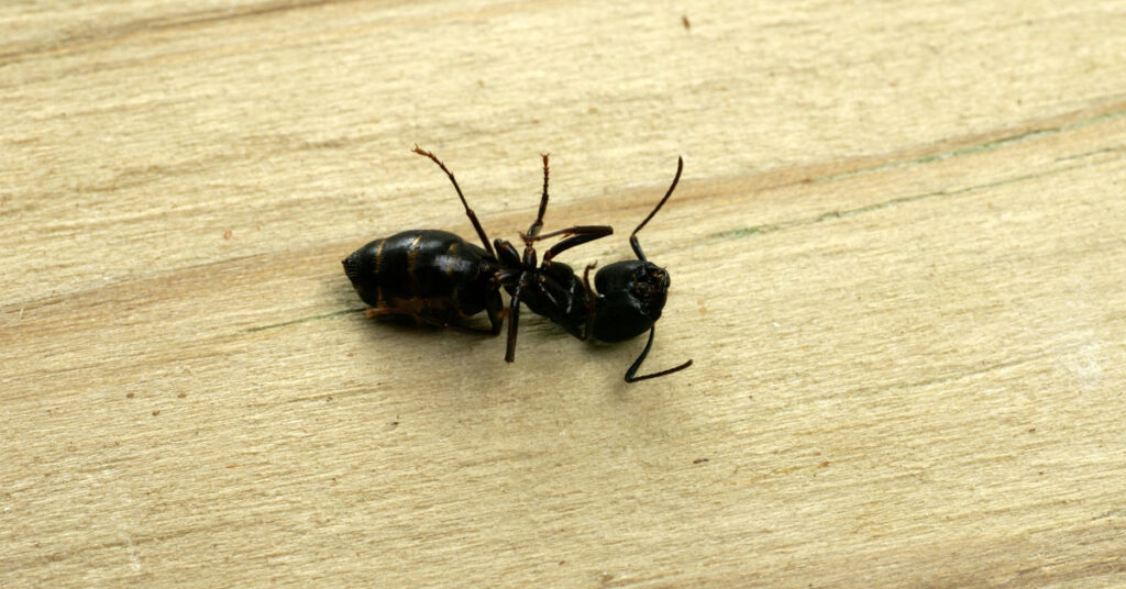 dead carpenter ant on a wooden floor