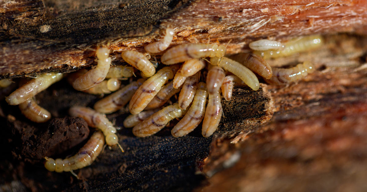 Termite larve under wooden floor