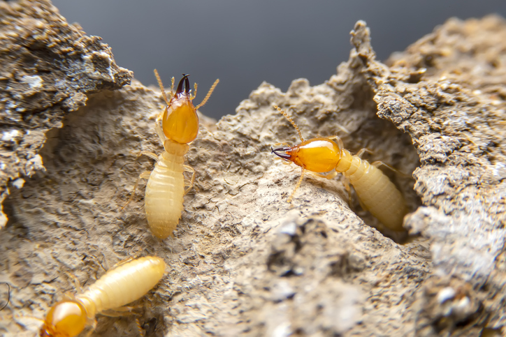 Termites in the nest on a white nest background.