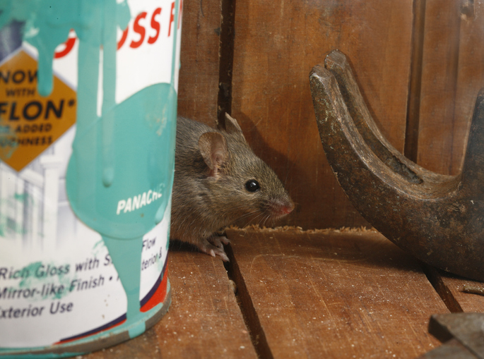 mouse in wooden garage peeking out behind a paint can.