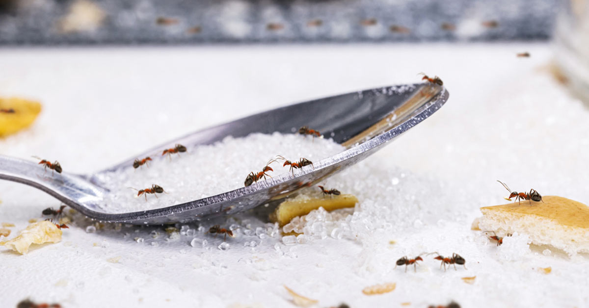 Ants walking over spoon filled with sugar and honey