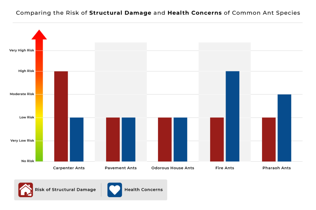 Injury Shortens Life Expectancy In Ants And Affects Some – AWPL