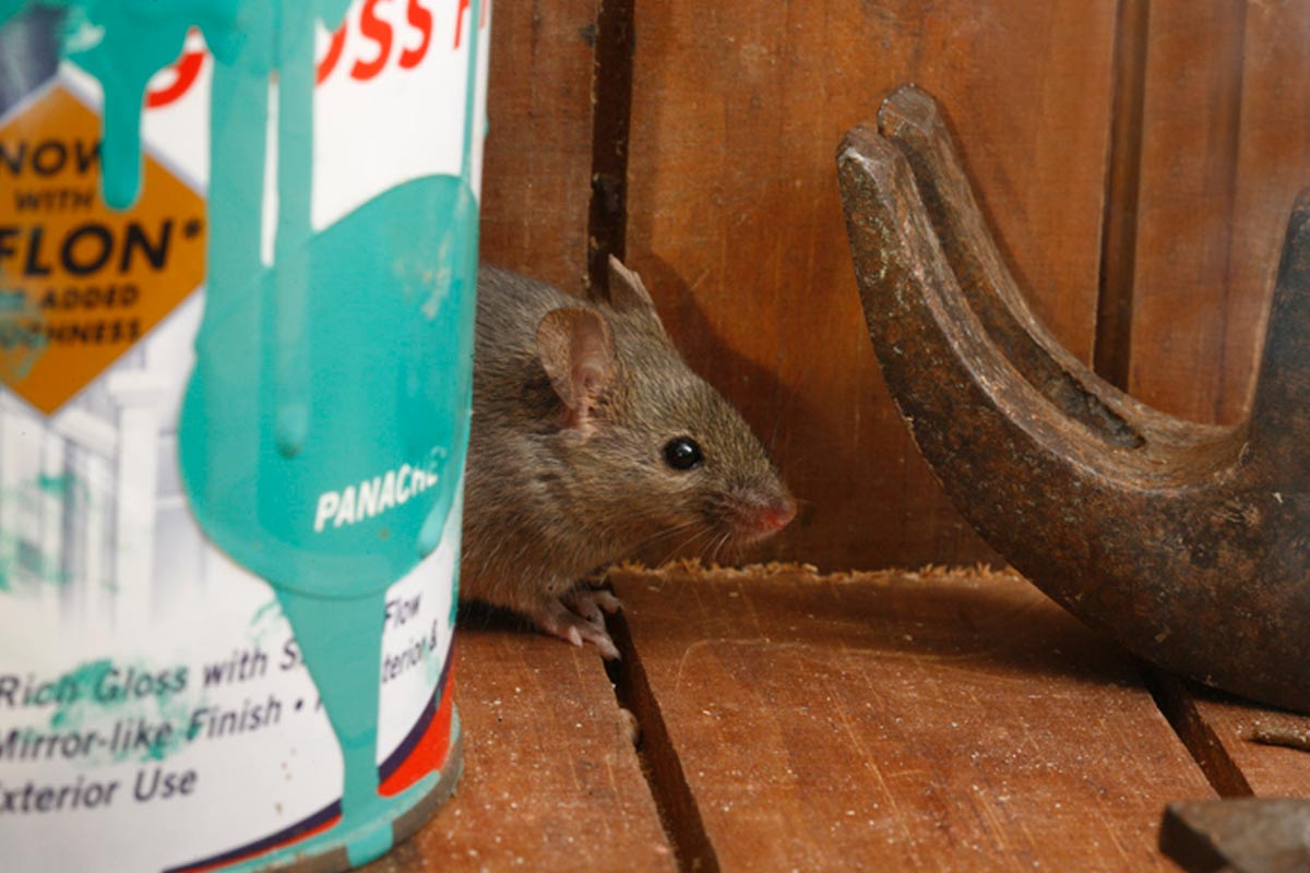 small brown mouse sneaking between tools in a house
