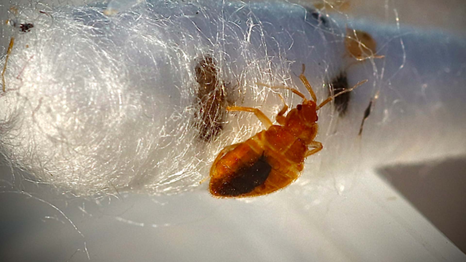 The Unseen Threat: Understanding the Visibility of Bed Bugs in Our Homes