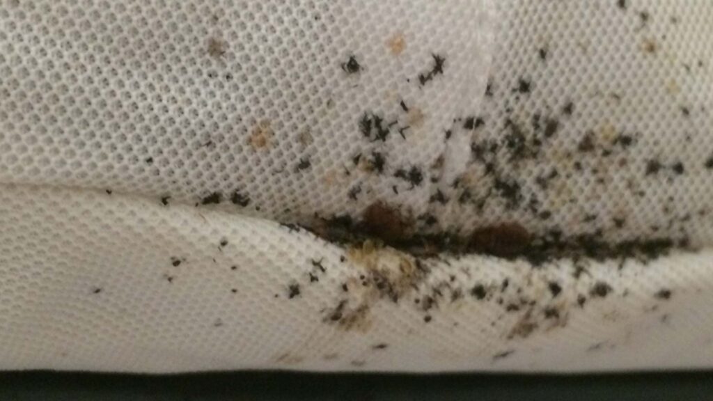 How Much Does Bed Bug Treatment Cost StaySafe