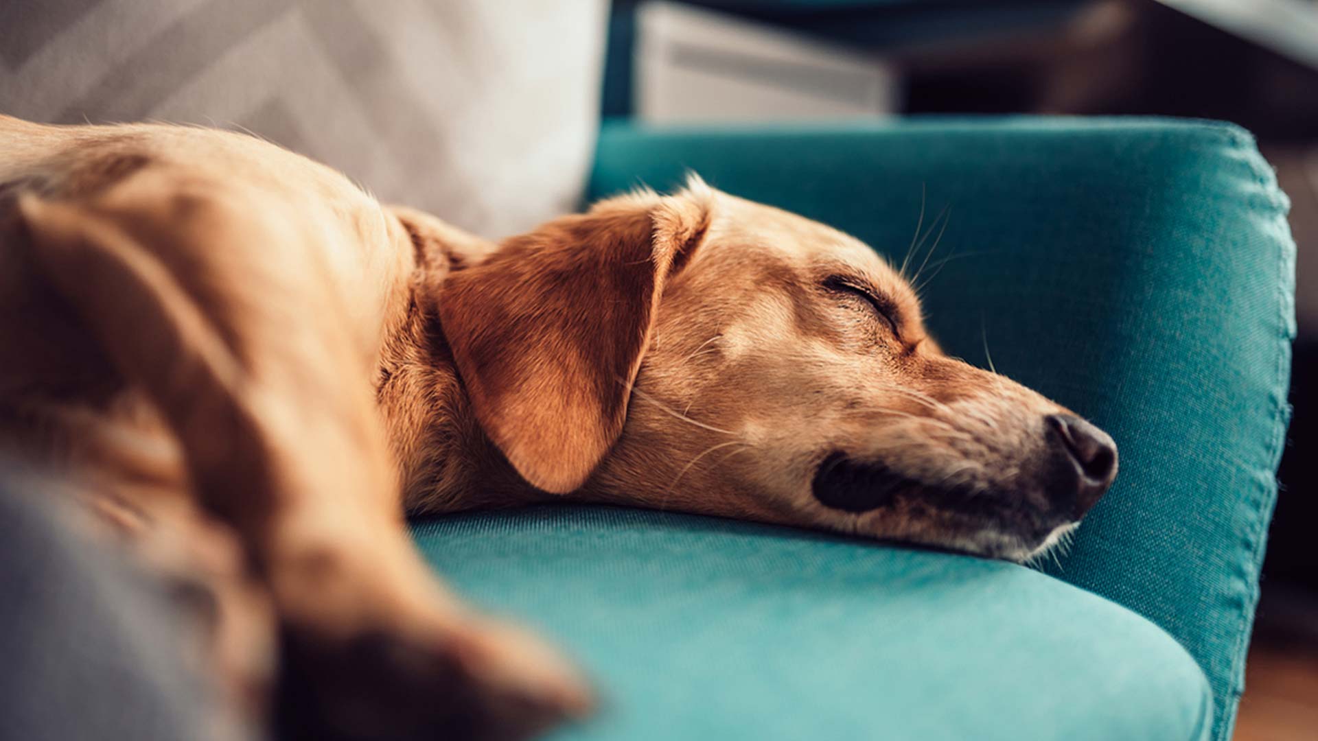 Do Bed Bugs Bite Dogs? Bed Bugs and Their Impact on Our Four-Legged Friends