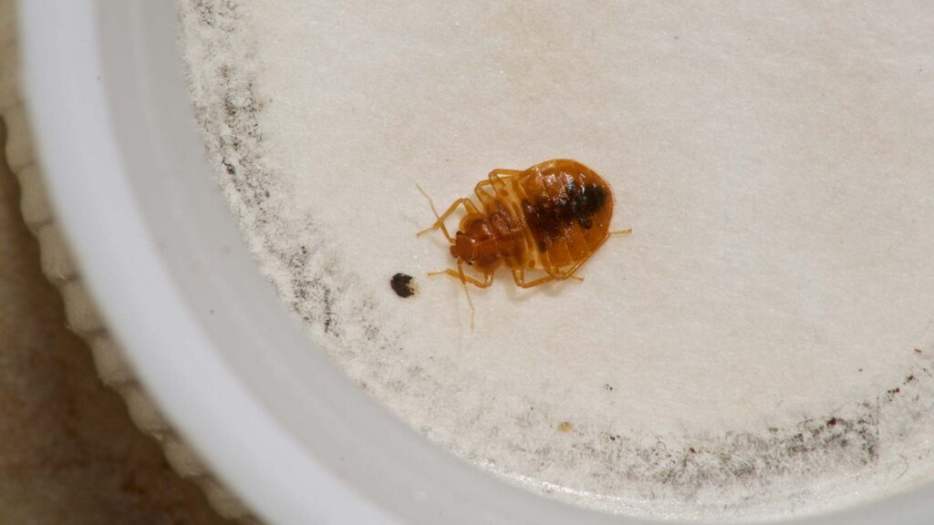 Bed Bugs Vs Fleas