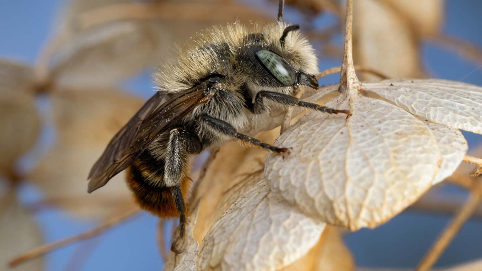 What Bees Live In The Ground